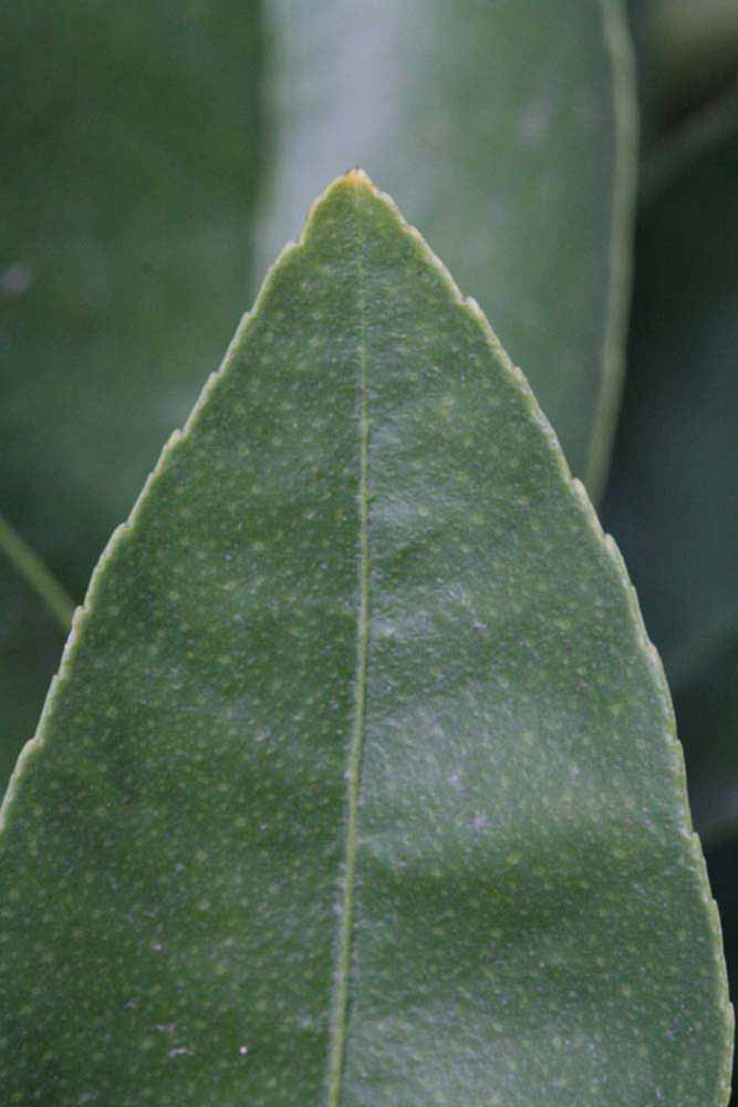            Margin (Egyptian, Riverside, CA)   